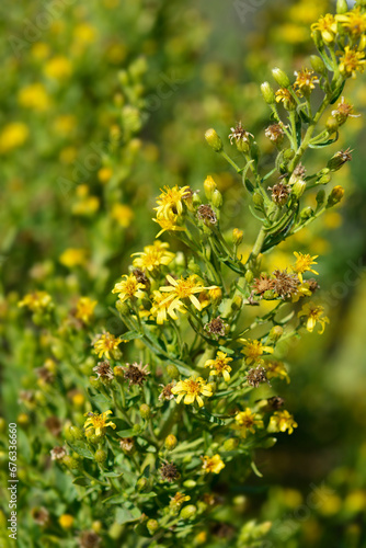 Sticky aster flowers