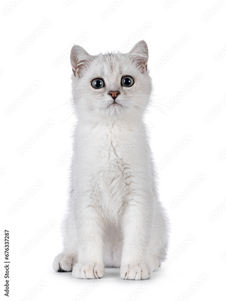 Adorable silver shaded British Shorthair cat kitten, sitting up straight. Looking towards camera. Isolated on a white background.