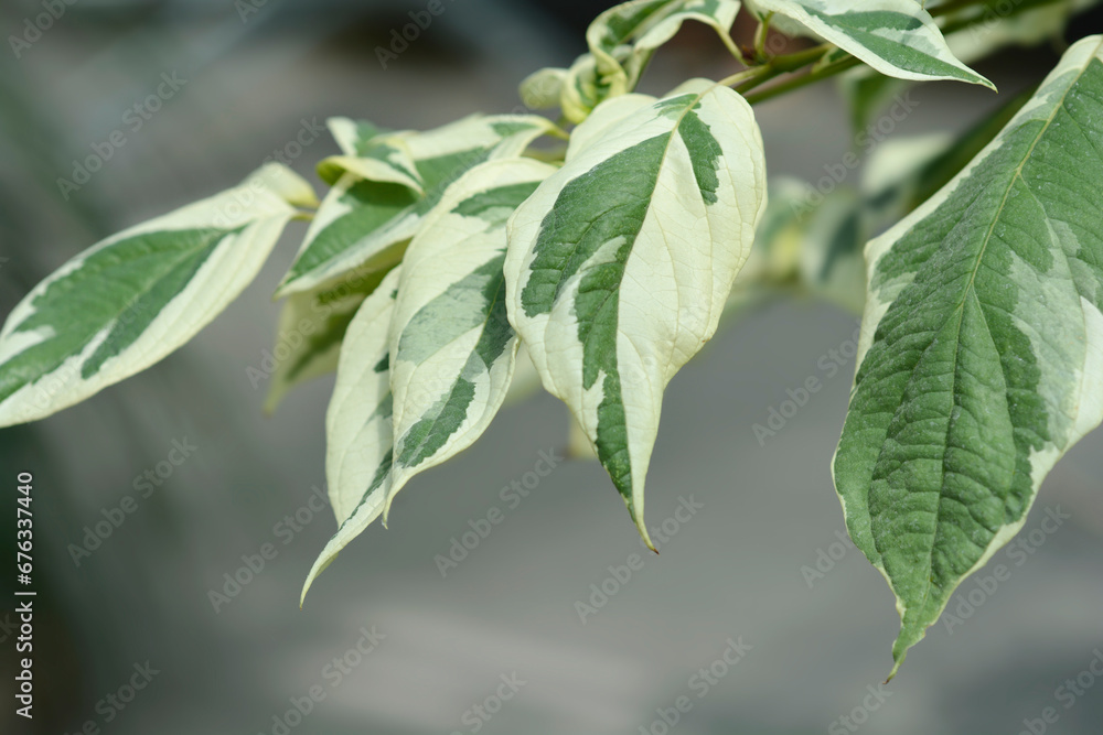 Obraz premium Wedding cake tree leaves