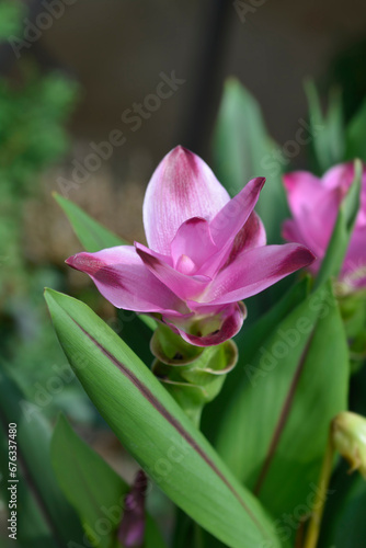 Siam tulip flower and leaves
