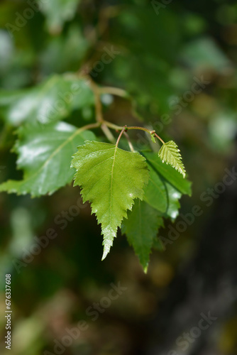 Common birch leaves