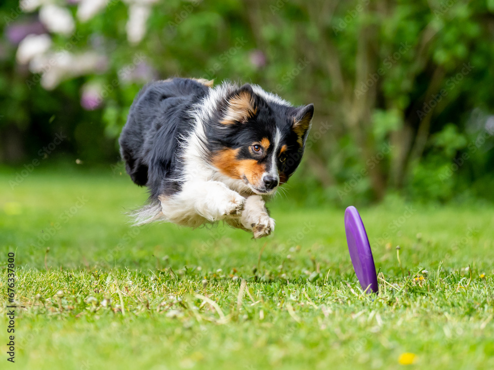 Dog catches a Frisbee disc