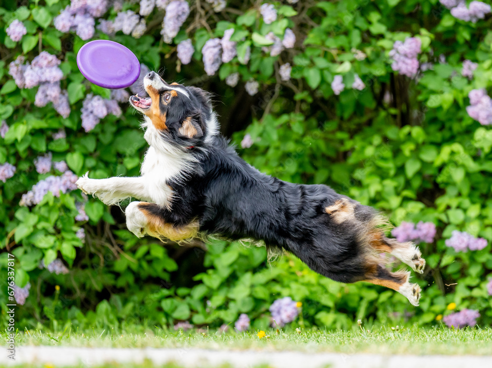 Dog catches a Frisbee disc