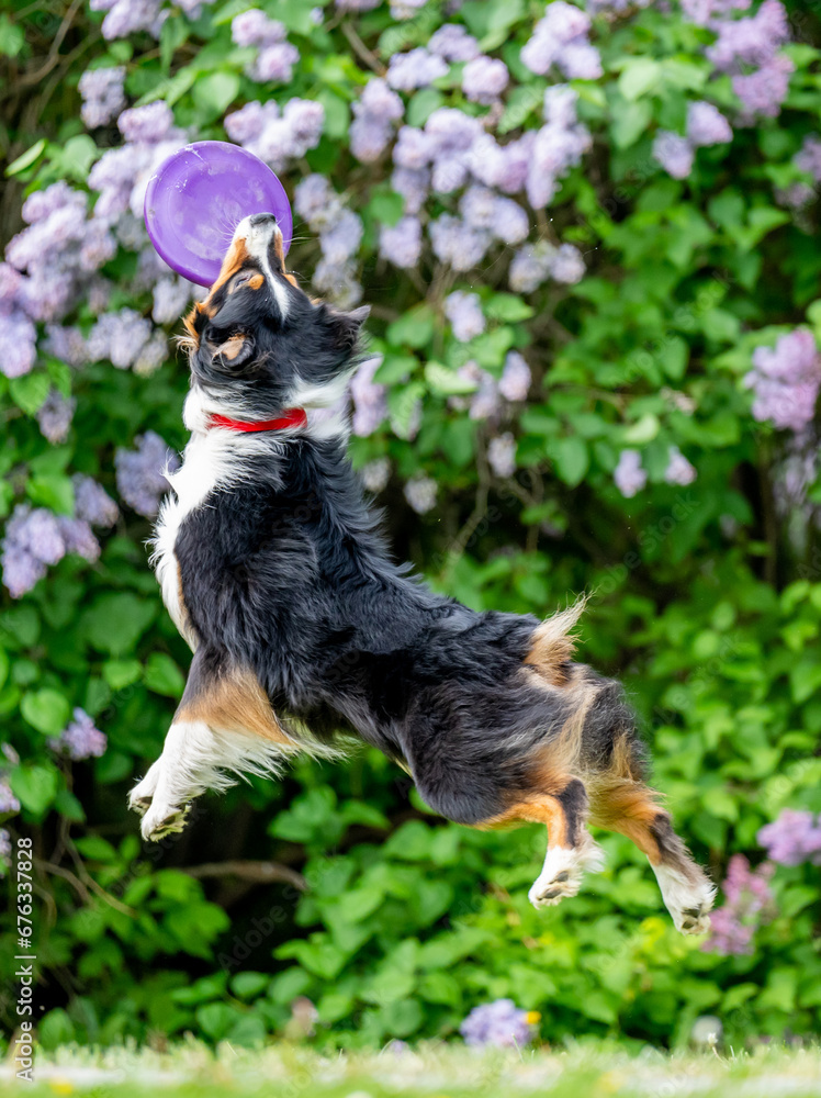 Dog catches a Frisbee disc