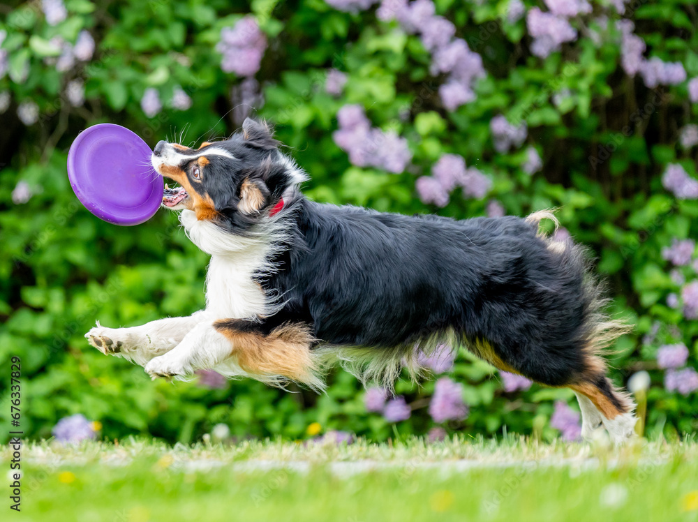 Dog catches a Frisbee disc