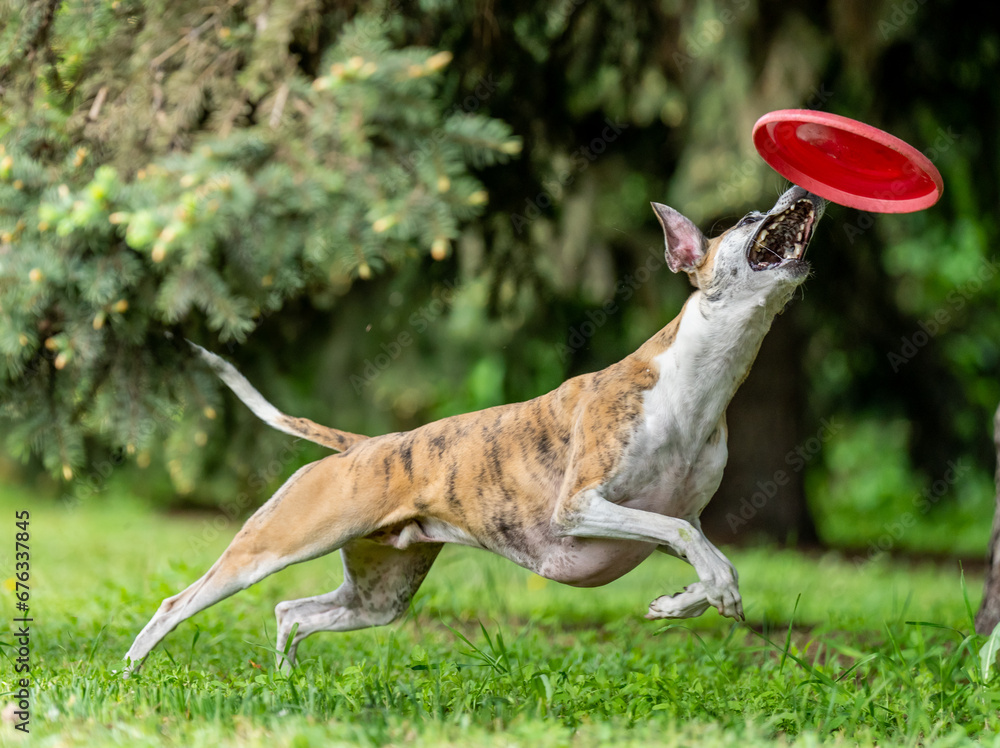 Dog catches a Frisbee disc