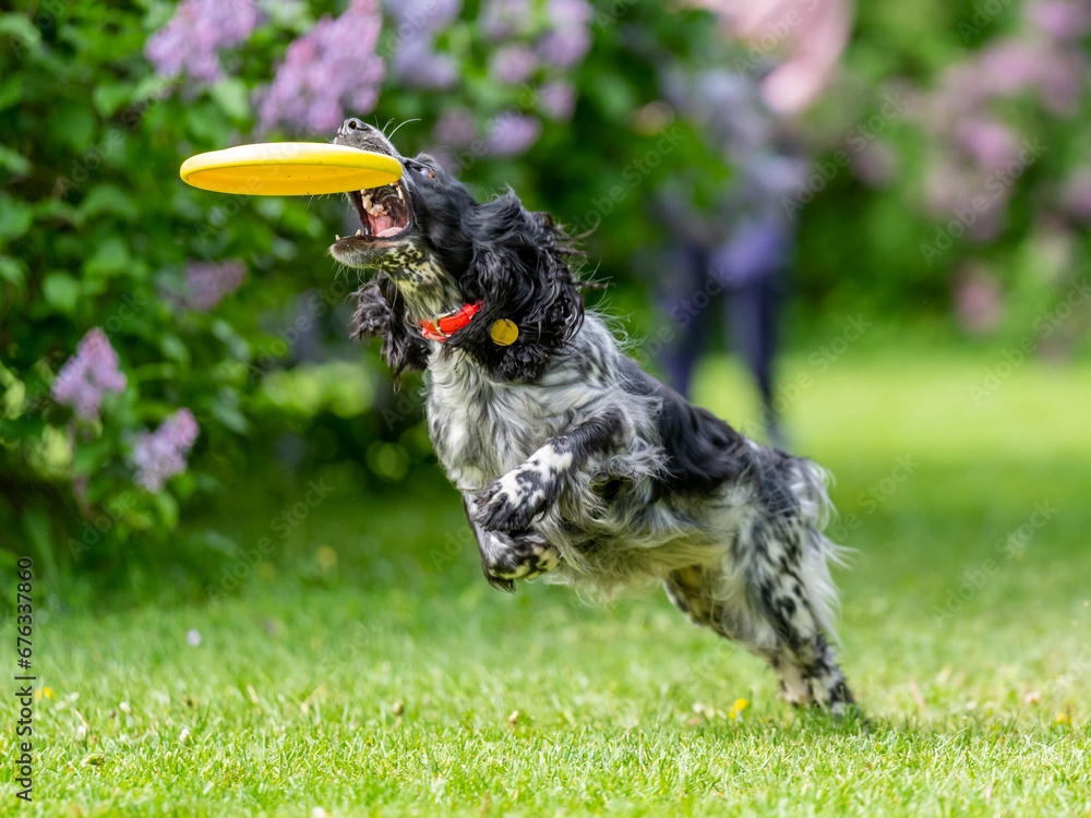 Dog catches a Frisbee disc