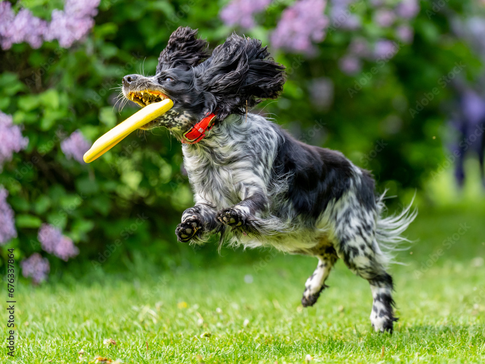 Dog catches a Frisbee disc