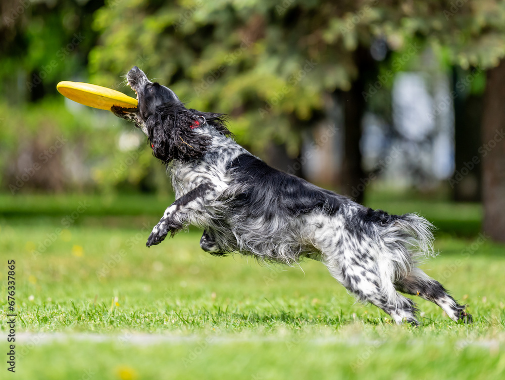 Dog catches a Frisbee disc