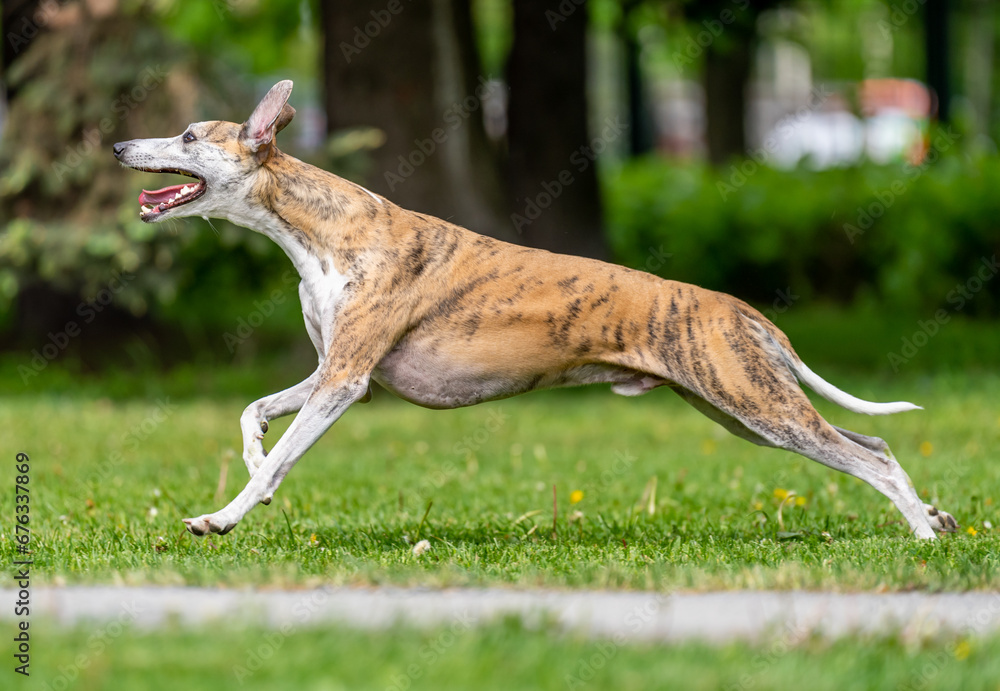 Dog catches a Frisbee disc