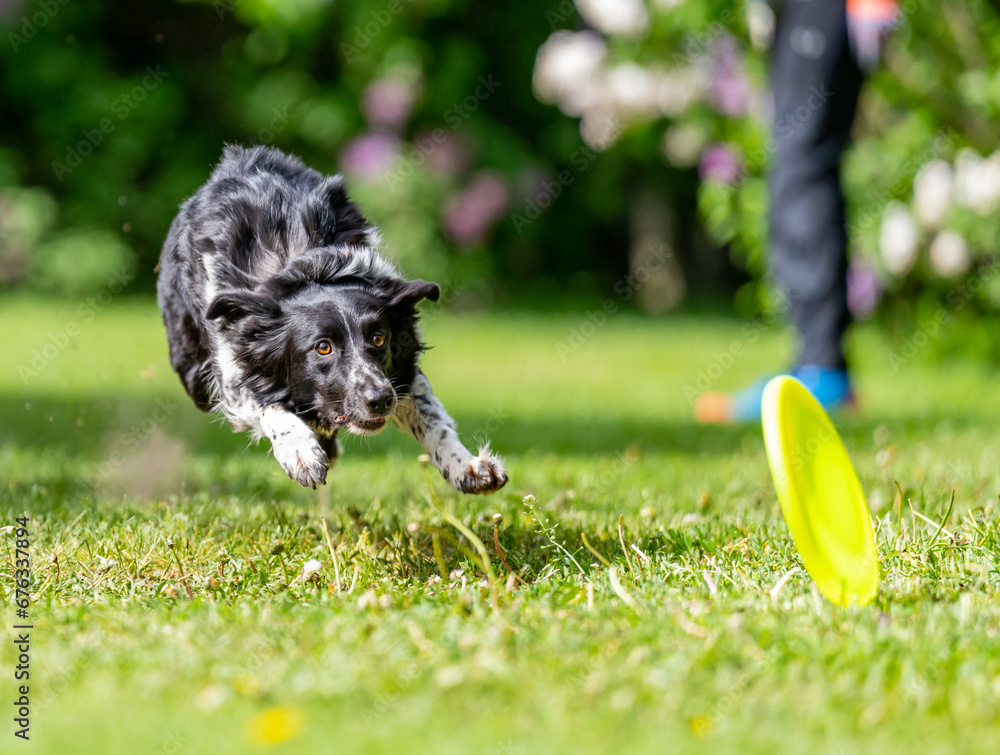 Dog catches a Frisbee disc