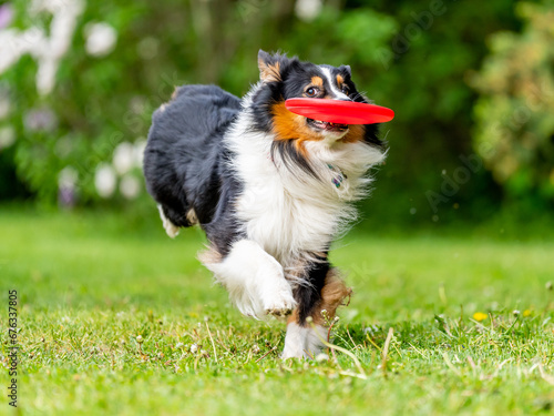 Obraz na płótnie Dog catches a Frisbee disc w salonie