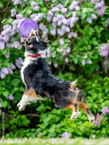 Obraz na płótnie Dog catches a Frisbee disc w salonie