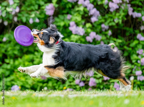 Obraz na płótnie Dog catches a Frisbee disc w salonie