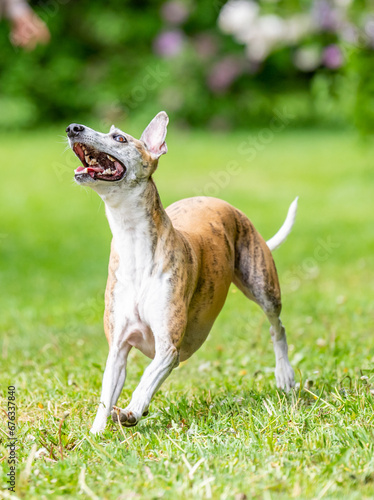 Obraz na płótnie Dog catches a Frisbee disc w salonie