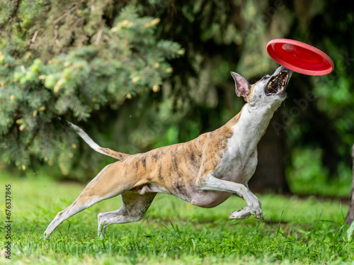 Obraz na płótnie Dog catches a Frisbee disc w salonie