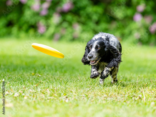 Obraz na płótnie Dog catches a Frisbee disc w salonie