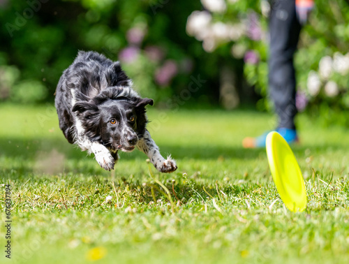Obraz na płótnie Dog catches a Frisbee disc w salonie