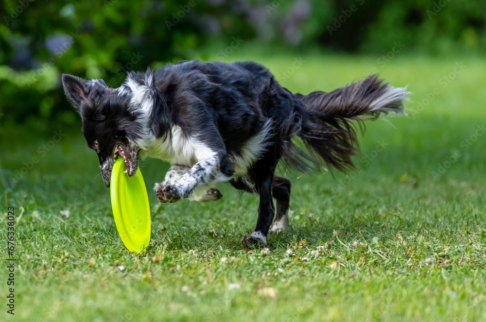 Dog catches a Frisbee disc