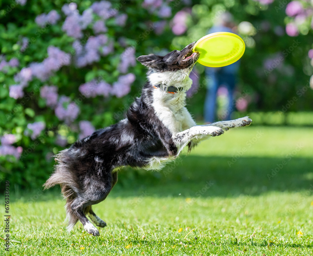 Dog catches a Frisbee disc