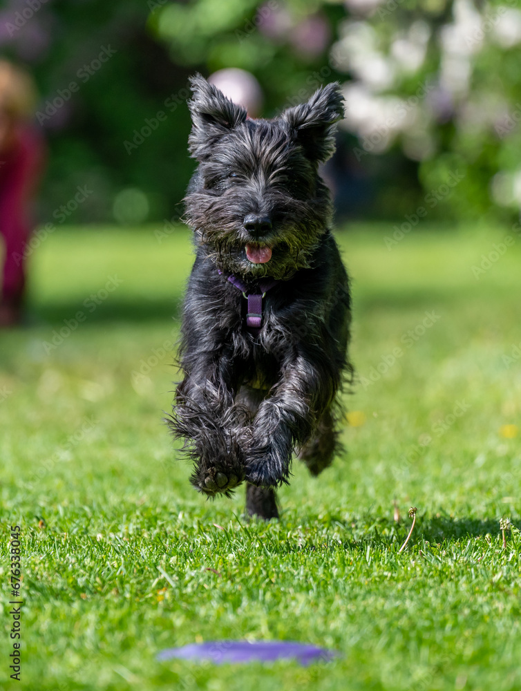 Dog catches a Frisbee disc