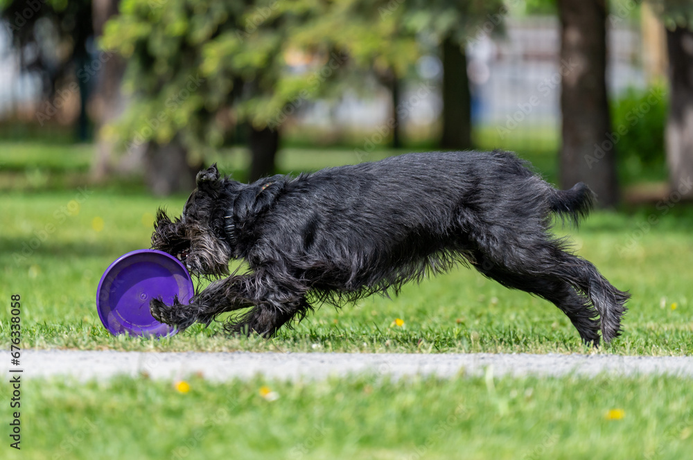 Dog catches a Frisbee disc