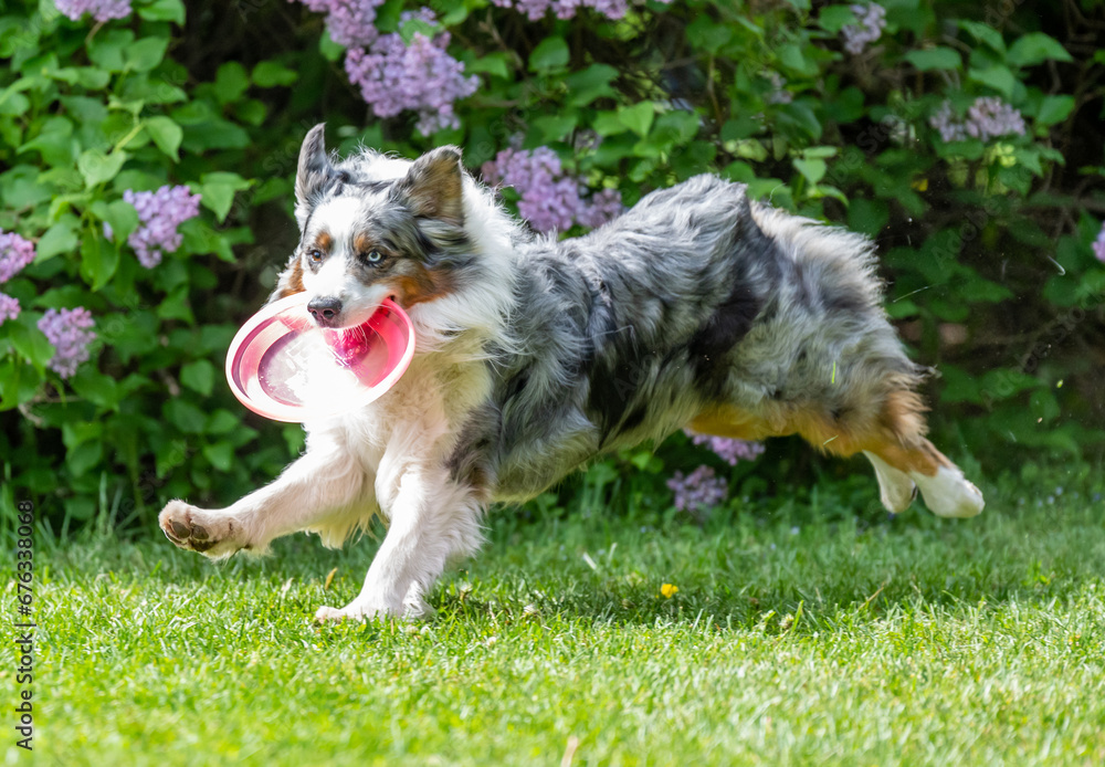 Dog catches a Frisbee disc