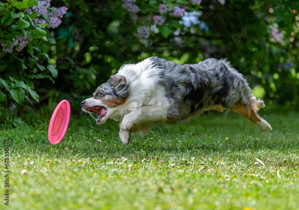 Dog catches a Frisbee disc