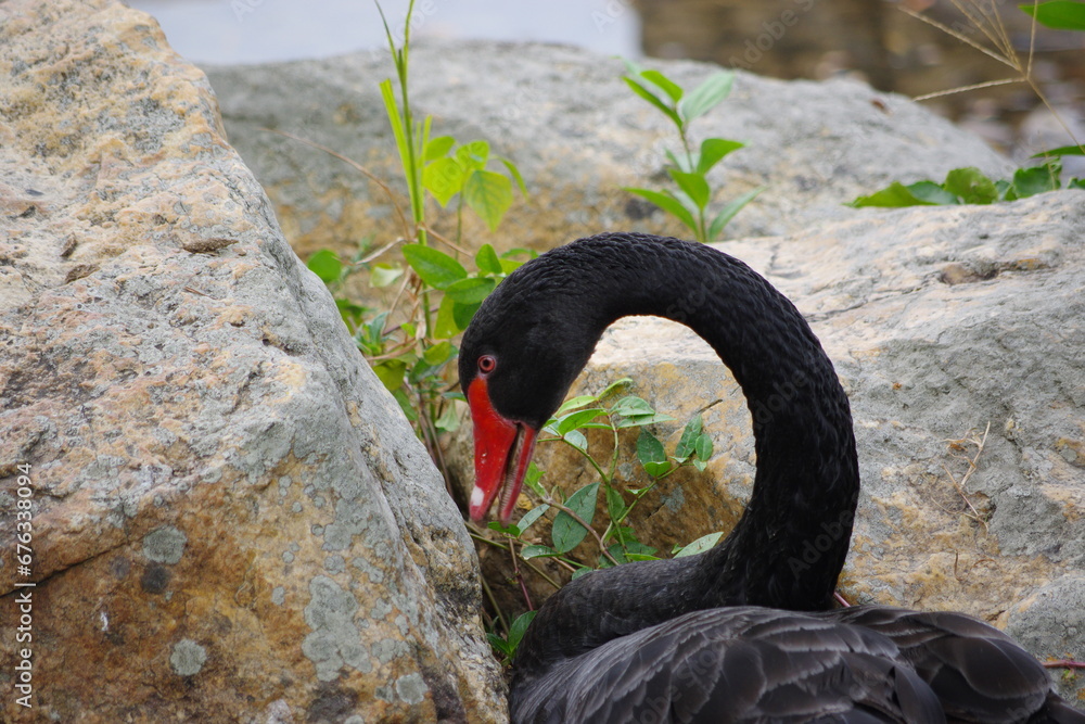 Fototapeta premium Black swan feeding on shore