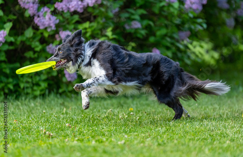 Obraz na płótnie Dog catches a Frisbee disc w salonie