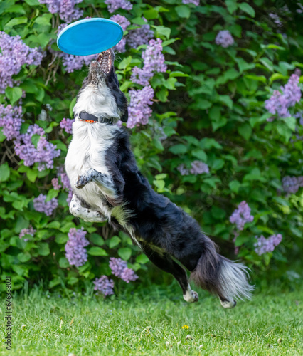 Dog catches a Frisbee disc