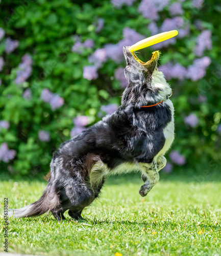 Dog catches a Frisbee disc