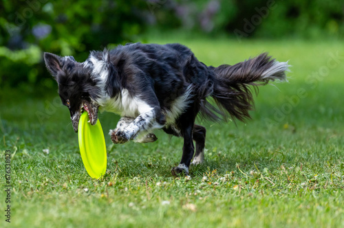 Obraz na płótnie Dog catches a Frisbee disc w salonie