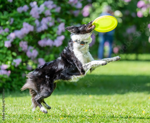 Obraz na płótnie Dog catches a Frisbee disc w salonie