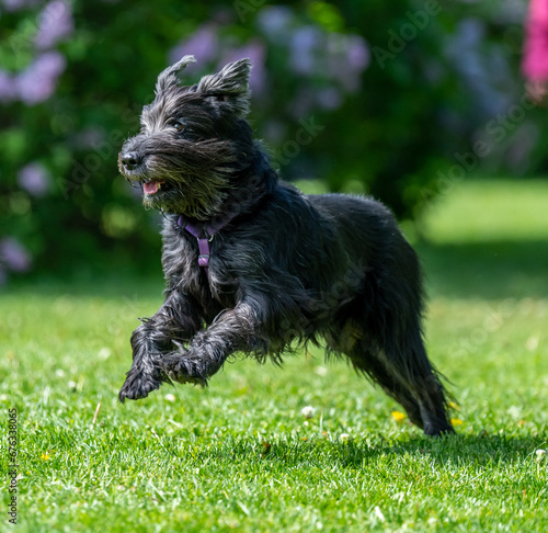 Obraz na płótnie Dog catches a Frisbee disc w salonie