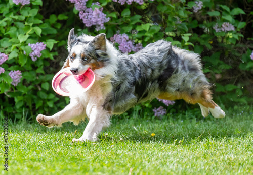 Obraz na płótnie Dog catches a Frisbee disc w salonie