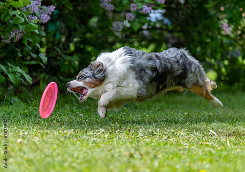 Obraz na płótnie Dog catches a Frisbee disc w salonie