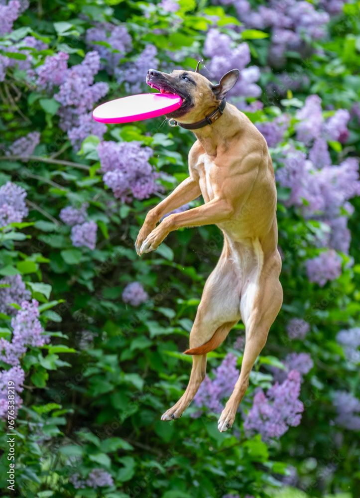 Dog catches a Frisbee disc