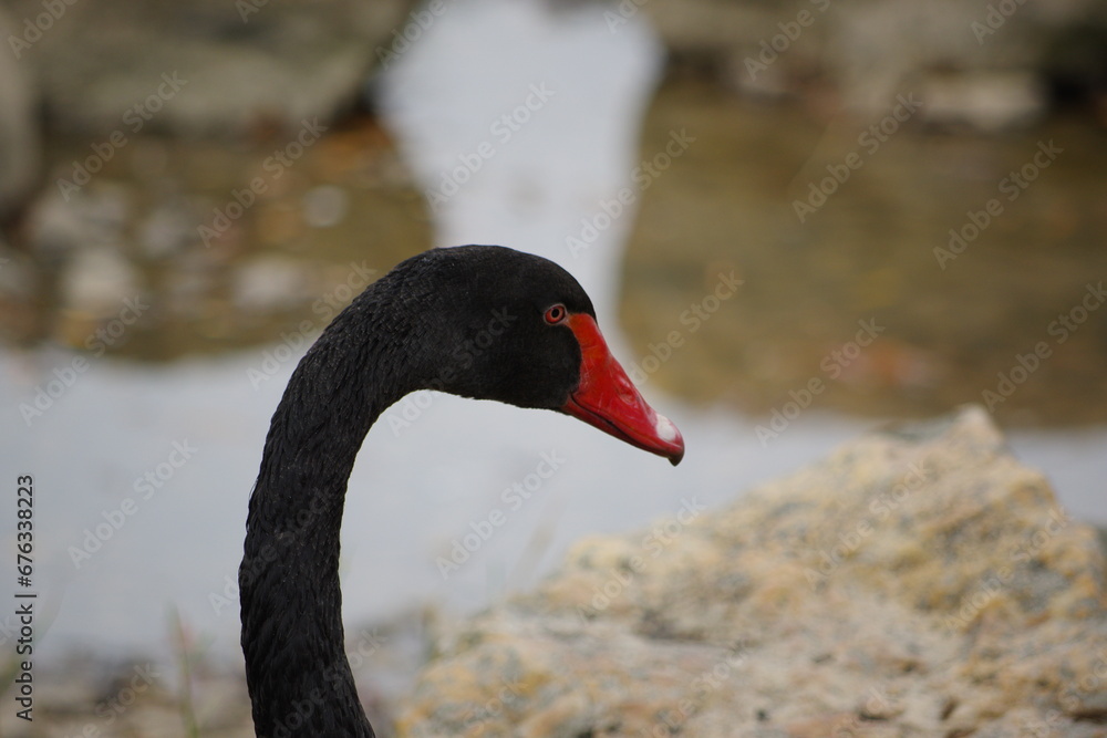Obraz premium Black swan feeding on shore