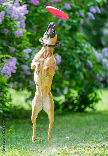 Dog catches a Frisbee disc
