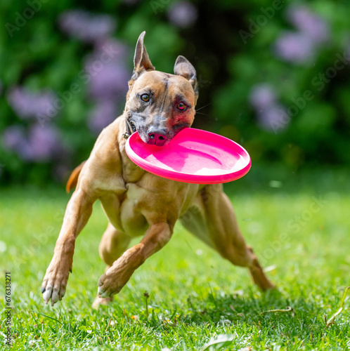 Dog catches a Frisbee disc