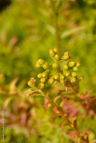 Rock stonecrop Angelina flower buds