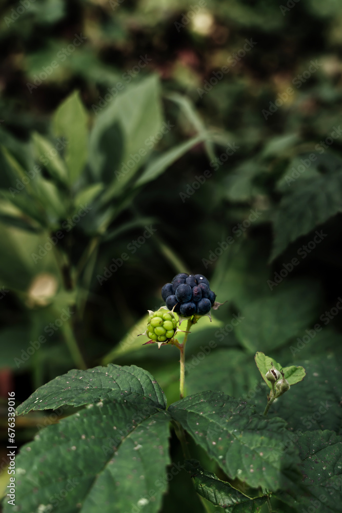 blackberries on a bush in fall, fall blackberries blackberries on a bush in fall, fall blackberries