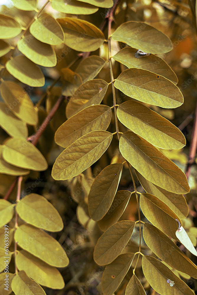 Green acacia leaves, Development of young acacia leaves, background texture Green acacia leaves, Development of young acacia leaves, background texture
