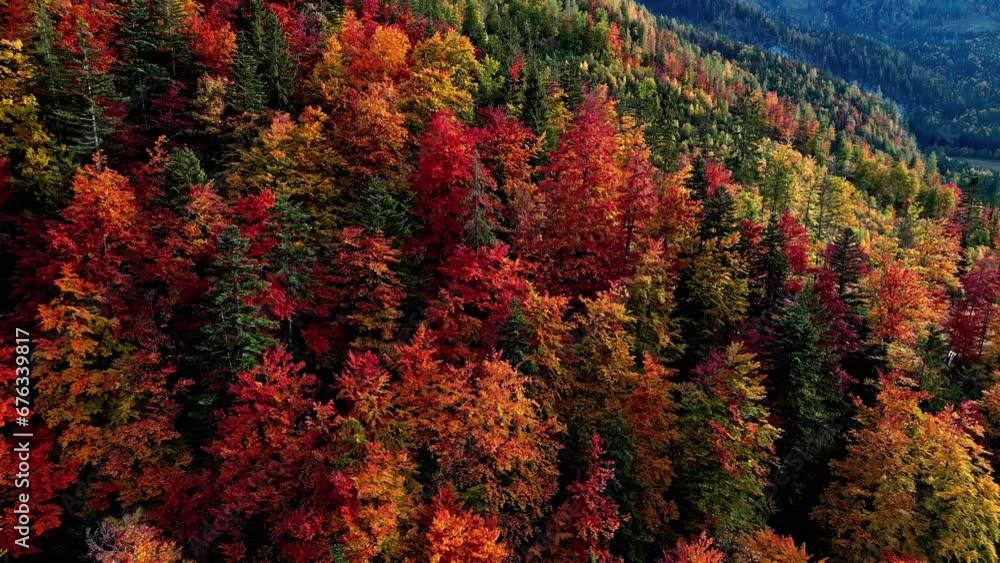 Red Deciduous Trees During Fall Season At The Forest In Lake Toplitz, Austria. Aerial Pullback Shot Red Deciduous Trees During Fall Season At The Forest In Lake Toplitz, Austria. Aerial Pullback Shot