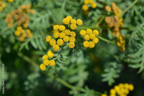 Common tansy flowers
