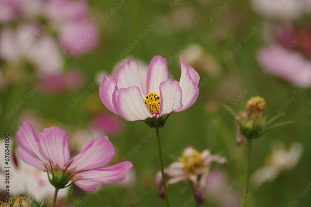 Close-up of white flowers in the park