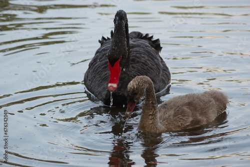 A black swan and its baby are playing in the water