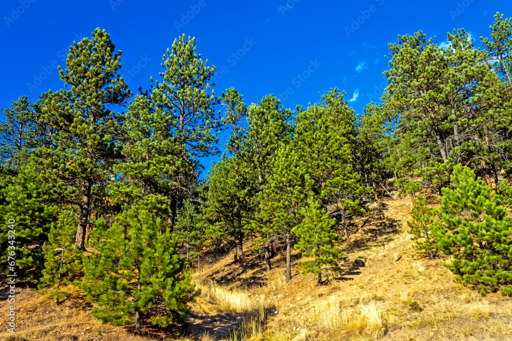 Beautiful pine tree in Colorado.