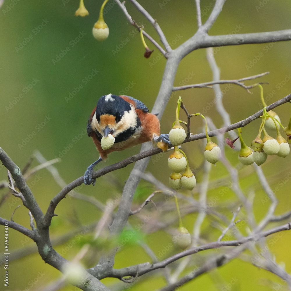 varied tit on a japanese snowball tree varied tit on a japanese snowball tree